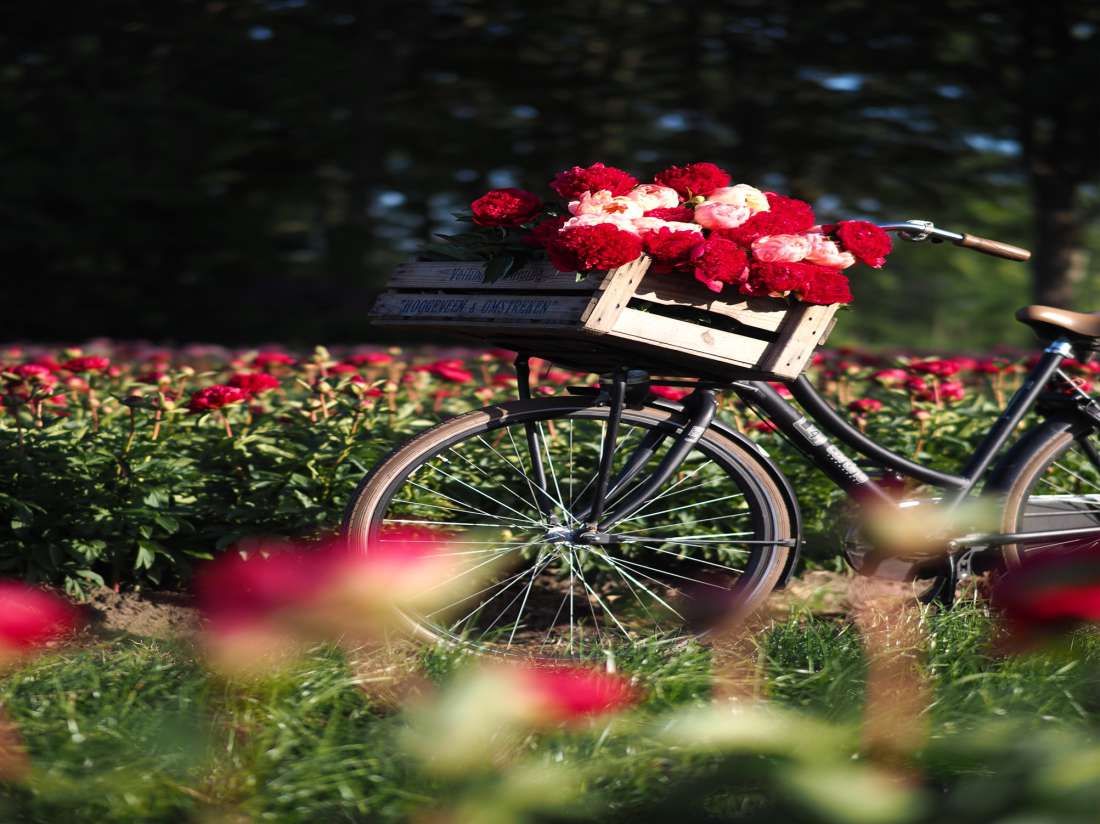 fietstocht langs de pioenrozen