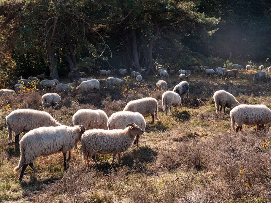 Schapen Drentse Aa